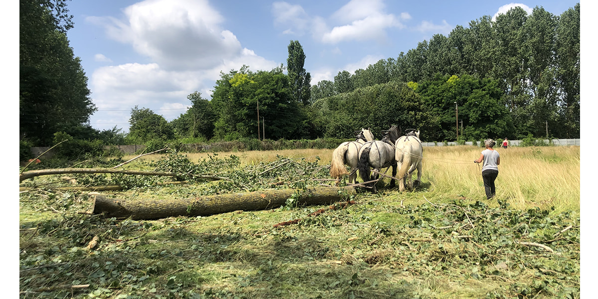 Renaturer une friche industrielle